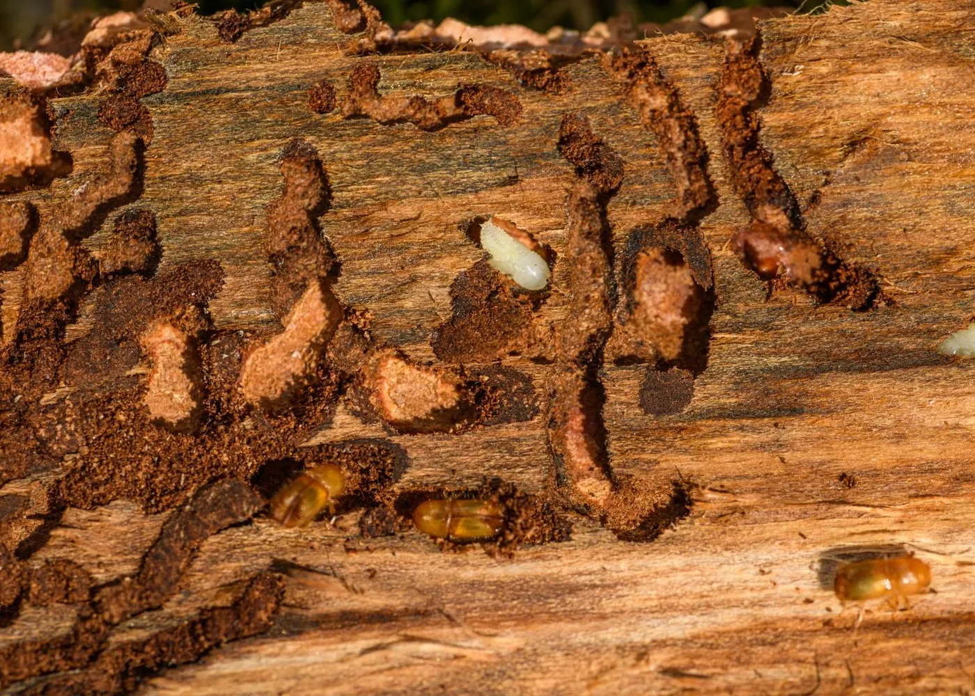 Termite inspections
