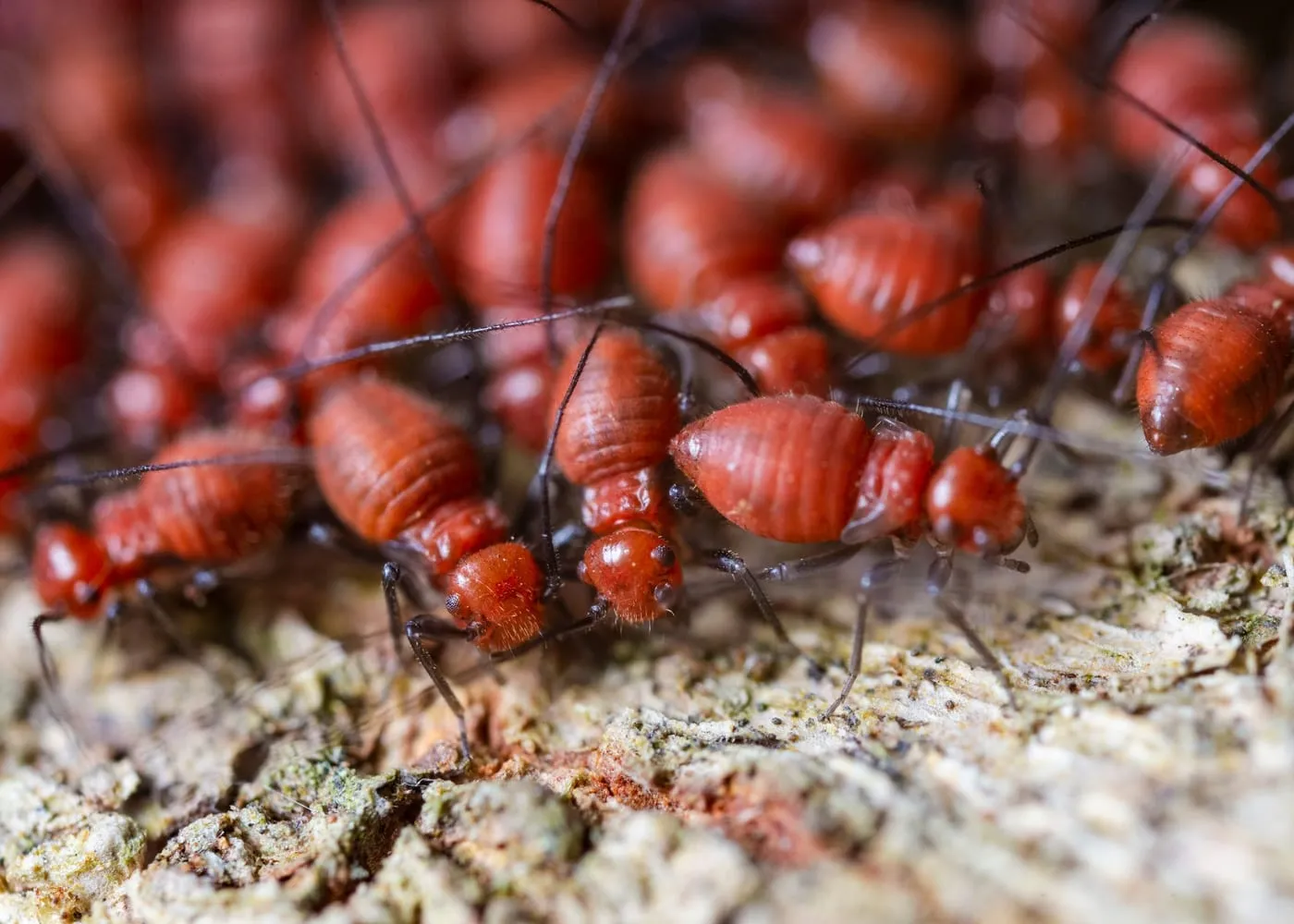 Termite treatments and barriers